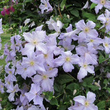 Load image into Gallery viewer, Clematis 'Blue Angel'
