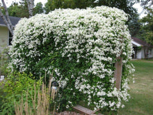 Load image into Gallery viewer, Clematis paniculata (Sweet Autumn Clematis)