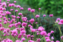 Load image into Gallery viewer, Gomphrena