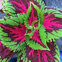 Load image into Gallery viewer, Coleus 'Kong Rose'