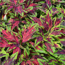 Load image into Gallery viewer, Coleus 'Flamethrower Chili Pepper'