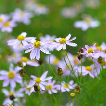 Load image into Gallery viewer, Coreopsis 'American Dream'