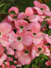 Load image into Gallery viewer, Flowering Dogwood 'Stellar Pink'