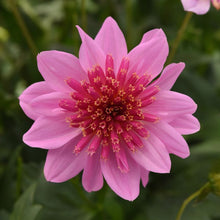 Load image into Gallery viewer, XXL Cutting Dahlias