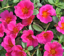 Load image into Gallery viewer, Portulaca