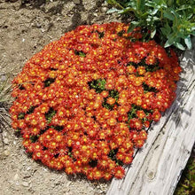 Load image into Gallery viewer, Delosperma 'Orange Crush'