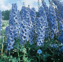 Load image into Gallery viewer, Delphinium Pacific Giant 'Blue Jay'