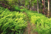 Load image into Gallery viewer, Fern 'Hayscented'