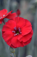 Load image into Gallery viewer, Dianthus 'Cherry Pie'