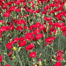 Load image into Gallery viewer, Dianthus 'Cherry Pie'