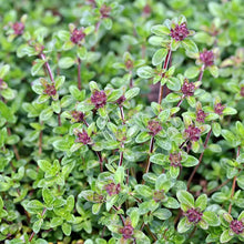 Load image into Gallery viewer, Thyme 'Doone Valley'