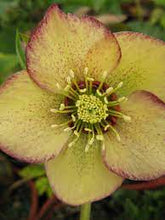 Load image into Gallery viewer, Helleborus 'Golden Sunrise'
