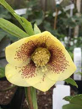 Load image into Gallery viewer, Helleborus 'Golden Sunrise'