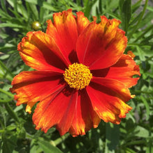 Load image into Gallery viewer, Coreopsis Li'l Bang™ 'Firewheel'