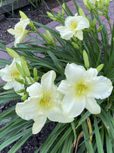 Load image into Gallery viewer, Daylily 'Sunday Gloves'