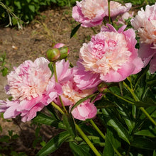 Load image into Gallery viewer, Peony 'Tropical Isle'