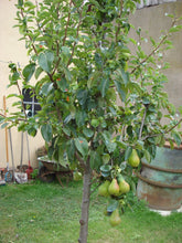Load image into Gallery viewer, Pear Tree 'Moonglow'