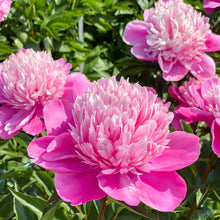 Load image into Gallery viewer, Peony 'Edulis Superba'