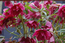 Load image into Gallery viewer, Helleborus 'Red Sapphire'