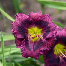 Load image into Gallery viewer, Daylily 'Kansas Kitten'