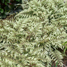 Load image into Gallery viewer, Fern 'Godzilla'