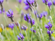 Load image into Gallery viewer, Lavender 'Fernleaf'