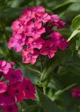 Load image into Gallery viewer, Phlox paniculata 'Flame™ Watermelon'