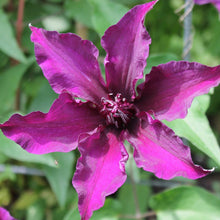 Load image into Gallery viewer, Clematis 'Fleuri'