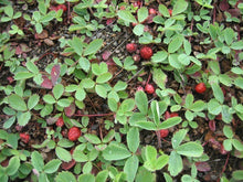 Load image into Gallery viewer, Fragaria virginiana (Wild Strawberry)