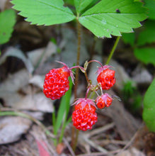Load image into Gallery viewer, Fragaria virginiana (Wild Strawberry)
