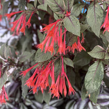 Load image into Gallery viewer, Fuchsia