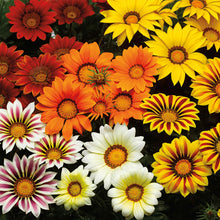 Load image into Gallery viewer, Gazania