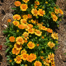 Load image into Gallery viewer, Gaillardia 'SpinTop™ Mango'