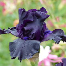 Load image into Gallery viewer, German Iris 'Ghost Train'