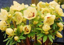 Load image into Gallery viewer, Helleborus 'Golden Sunrise'