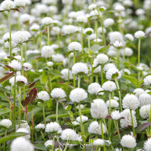 Load image into Gallery viewer, Gomphrena