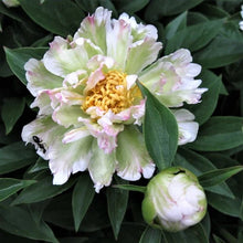 Load image into Gallery viewer, Peony 'Green Lotus'