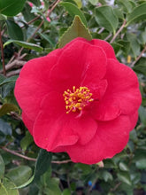 Load image into Gallery viewer, Camellia 'Greensboro Red'
