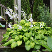 Load image into Gallery viewer, Hosta 'Guacamole'