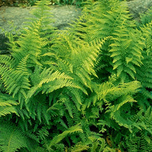 Load image into Gallery viewer, Fern 'Hayscented'