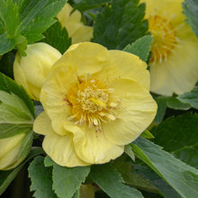 Load image into Gallery viewer, Helleborus 'California Dreaming'