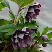 Load image into Gallery viewer, Helleborus 'Dashing Groomsmen'