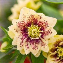 Load image into Gallery viewer, Helleborus Father of the Bride