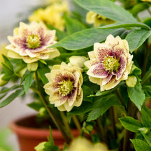 Load image into Gallery viewer, Helleborus Father of the Bride