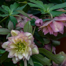 Load image into Gallery viewer, Helleborus Mother of the Bride