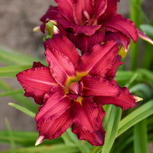 Load image into Gallery viewer, Daylily 'Double Pardon Me'