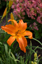 Load image into Gallery viewer, Daylily 'Primal Scream'