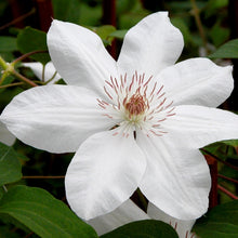 Load image into Gallery viewer, Clematis 'Henryi'