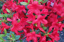 Load image into Gallery viewer, Azalea 'Hino Crimson'