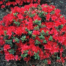 Load image into Gallery viewer, Azalea 'Hino Crimson'